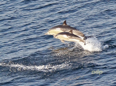 Common Dolphin (Delphinus delphis) Alan Prowse